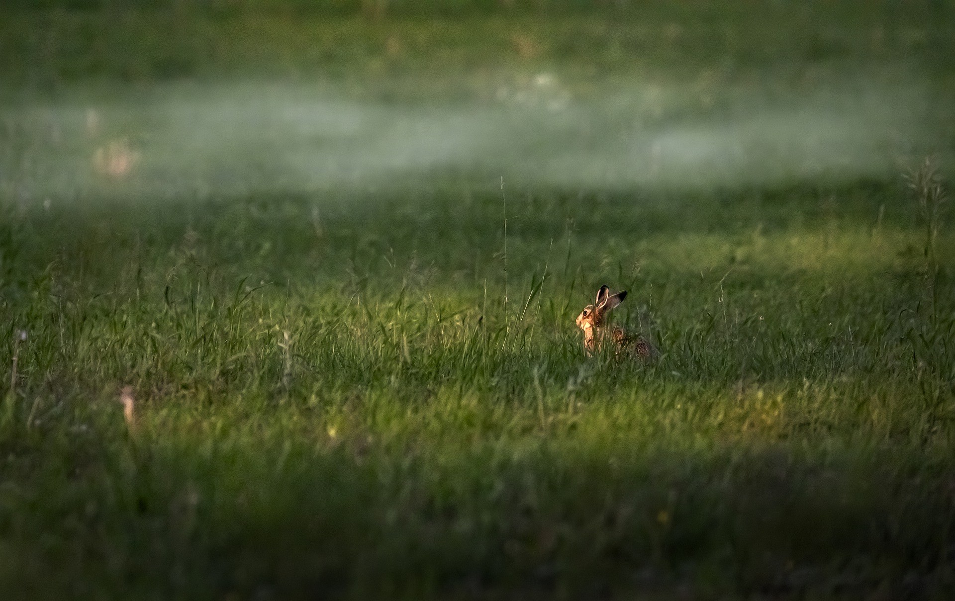 When can you shoot rabbits? Stevenage, Hertfordshire